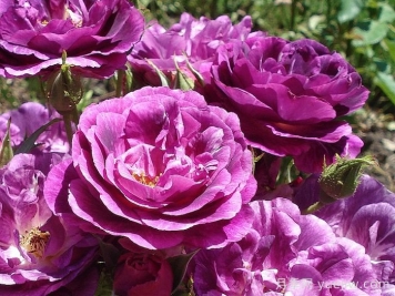 可藤可灌月季品种盘点，随你所愿