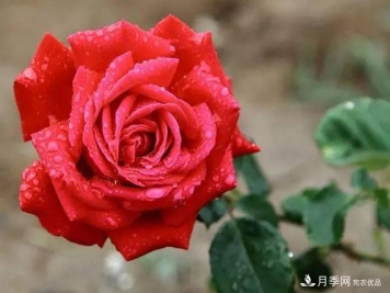 雨后南阳月季公园里的月季花娇艳欲滴