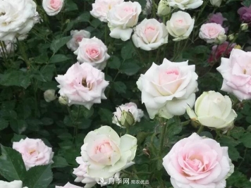 北京自主培育月季品种清单的4名新成员