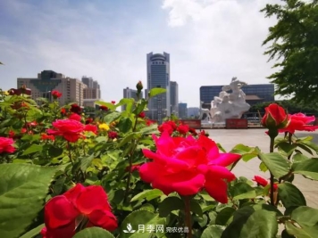 太原种植百万株月季花卉，打造玫瑰浪漫之都