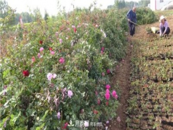 南阳方城县发展月季花木产业助力乡村振兴致富