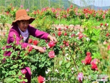 山东淄博沂源60亩月季花竞放，美丽产业助推特色乡村旅游