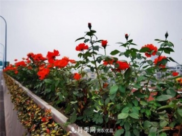 合肥市垂直绿化新亮色，郎溪路高架桥变身月季长廊