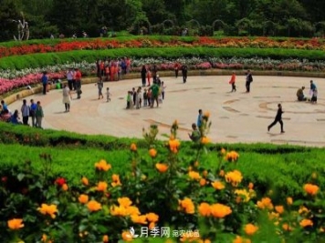 北京植物园树状月季花盛开，观赏效果超级赞！