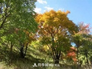 精品丛生苗木,未来发展潜力大 精品丛生苗木,未来发展潜力大