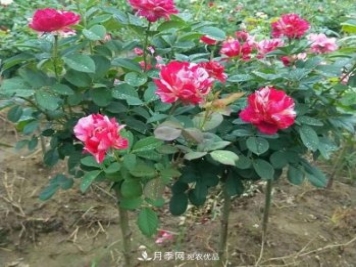 南阳市卧龙区:月季开出增收致富花