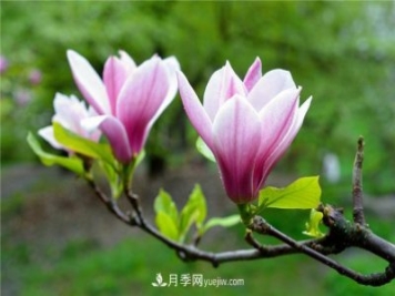 河南南召县地理标志保护产品为中国辛夷之乡增色