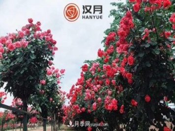 南阳汉月农业科技有限责任公司