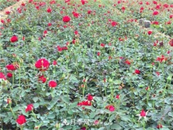 湖北宜昌:年轻夫妻创办月季种植园,累并快乐着!