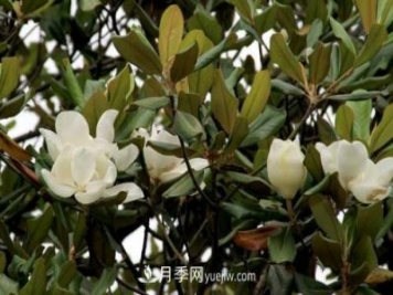 南召广玉兰树种植方法，适合种植在家里吗