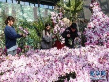 江苏滨海：花卉农业科技园初显规模
