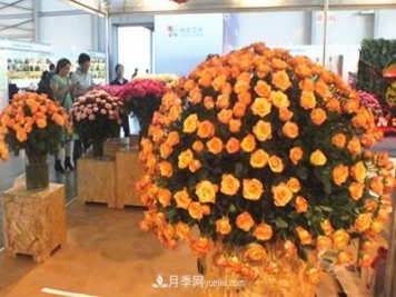 2020年云南“10大名花”千万元奖励，多个月季种苗获奖