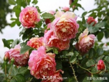 河南省各市市花，洛阳牡丹最出名，月季最受欢迎