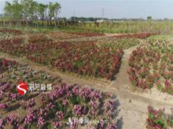 宿迁泗阳：70万株月季绘就巨型“花开图”
