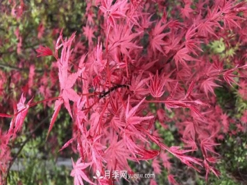 鸡爪槭和红枫的区别，叶片、枝干、花果期