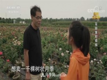 央视《田间示范秀》播出南阳月季种植故事《花田里的烦恼》