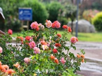 200多种月季花，花卉新品种丰富寿光城市园林色彩