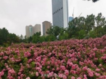 长春市儿童公园：3万余株月季花竞相绽放