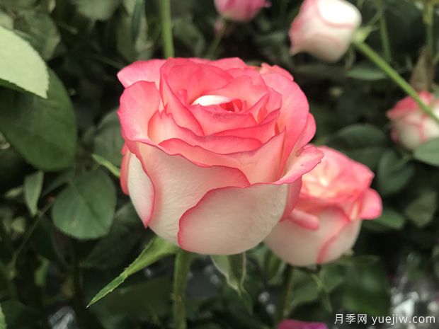 昆明斗南市场热销的十大切花玫瑰有哪些？(图6)