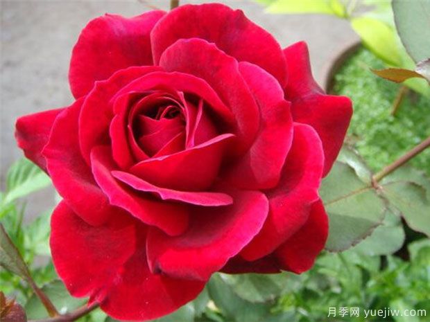推荐8款玫瑰赠佳人，娇艳欲滴颜色艳丽(图1)