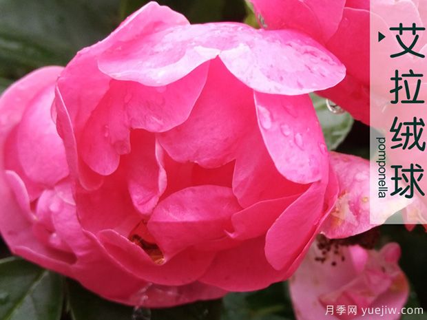 3个粉色大花浓香月季品种(图1)