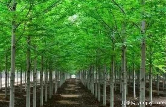 未来缺货的苗木有哪些 盘点哪些树木种植前景好(图1)