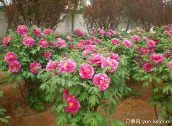 不同颜色牡丹花不同花语