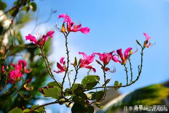 广州常见花木，花城看花都看什么花(图2)