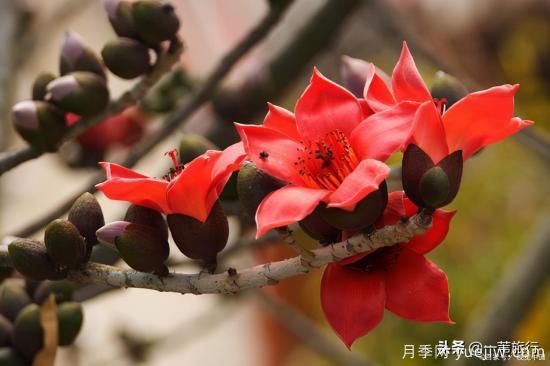 广州常见花木，花城看花都看什么花(图4)
