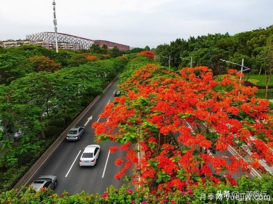 广州常见花木，花城看花都看什么花(图6)