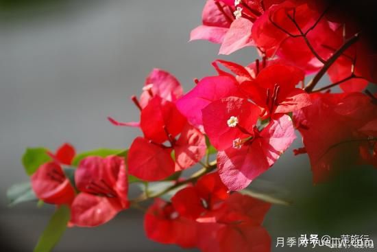 广州常见花木，花城看花都看什么花(图11)