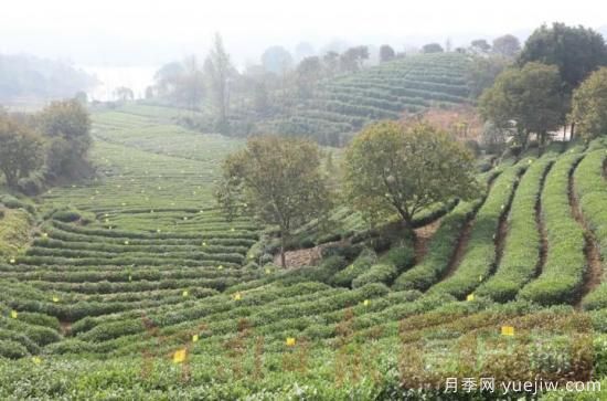 信阳商城：积极创建高山茶标准化生产基地(图2)