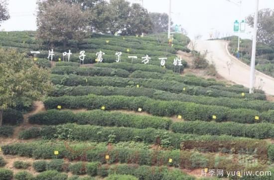 信阳商城：积极创建高山茶标准化生产基地(图3)