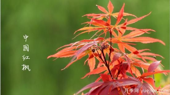 红枫，4个红枫品种是秋日植物里亮丽的风景线(图1)