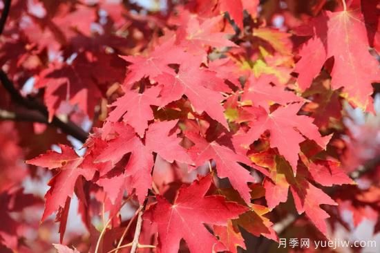 红枫，4个红枫品种是秋日植物里亮丽的风景线(图2)
