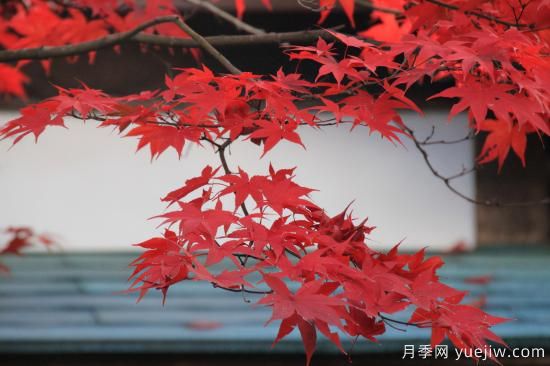 红枫，4个红枫品种是秋日植物里亮丽的风景线(图3)