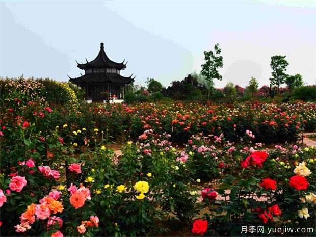 月季名园：中国月季园/南阳月季博览园(图4)