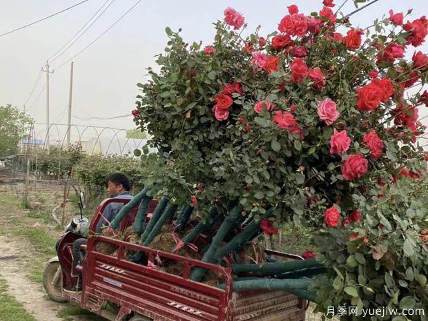 新疆喀什适合月季种植和应用吗？(图3)