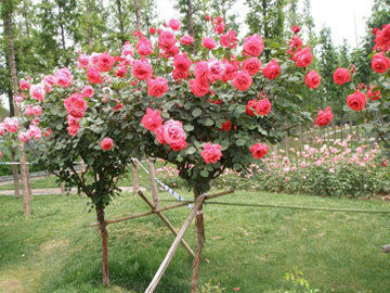 植物介绍：澳洲腊梅