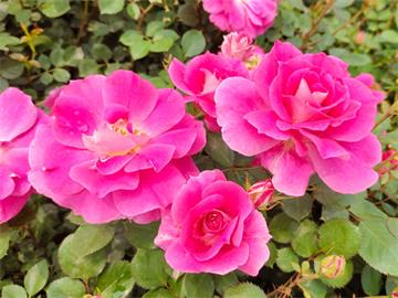 不同颜色玫瑰花的花语是什么？