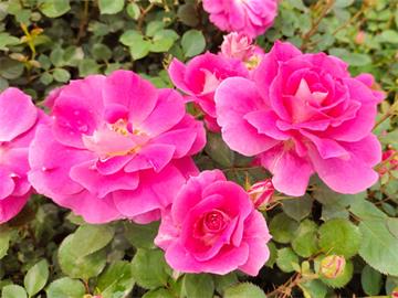 辽阳月季芬芳四溢，太子河区“月季村”里绽芳华