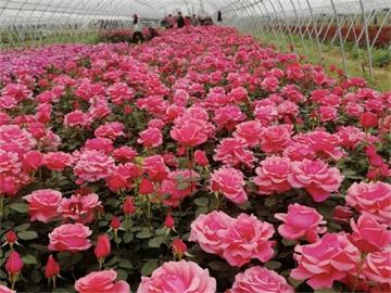 植物介绍：康乃馨