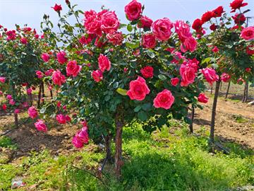 郁金香花语是什么