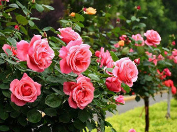 情人节畅销物“玫瑰”竟是切花月季！真玫瑰是谁？