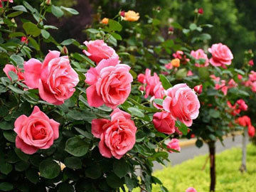 甘肃省种植月季花也能年入800万？生意经全在这