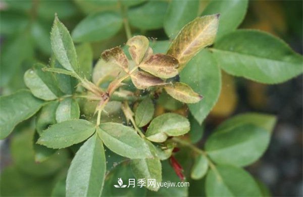 不用药就能搞定月季红蜘蛛，简单方法治叶螨(图1)
