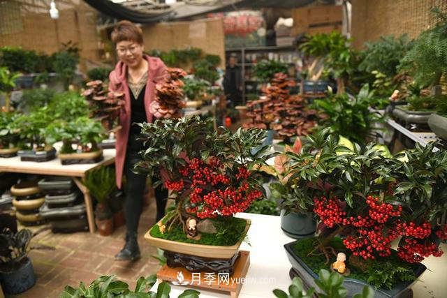 河北石家庄：元旦将至花卉购销旺(图2)