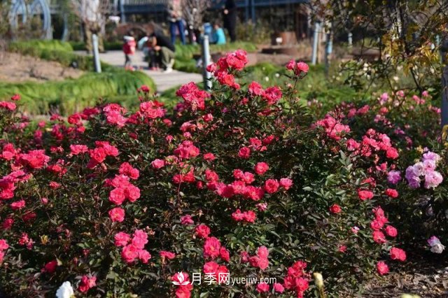 上海植物园内部分月季释放冬季魅力，观赏区还在不断优化中(图1)