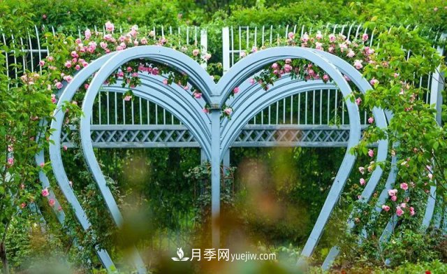 上海植物园内部分月季释放冬季魅力，观赏区还在不断优化中(图2)