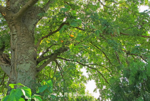 十大推介树种出炉，或是2020年***后一波苗木商机(图2)